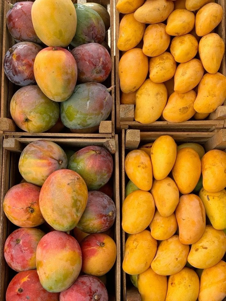 obsessed with mango sap (and how they are used as scent)